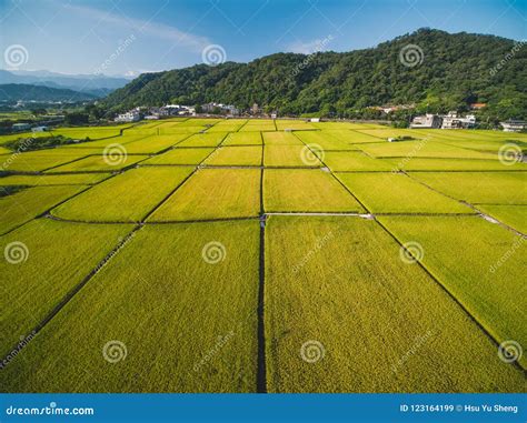 Aerial View of Paddy Field stock image. Image of crop - 123164199