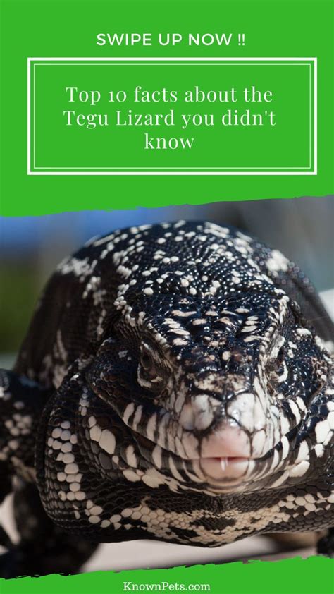 Top 10 facts about the Tegu Lizard you didn’t know | Tegu lizard ...