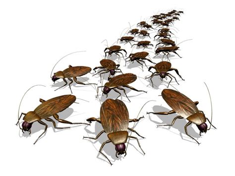 How to Prevent and Eliminate Roaches from your Indianapolis Home or ...