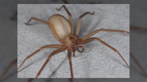 11 deadliest spiders | Live Science