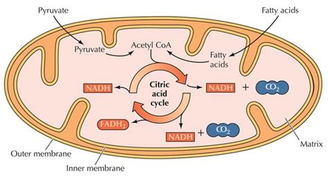 Krebs Cycle - Cellular Respiration