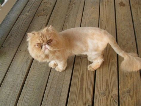 Persian Cat Grooming Styles