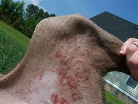 Flea Bites on Dogs Symptoms, Pictures, Treatment and Home Remedies ...