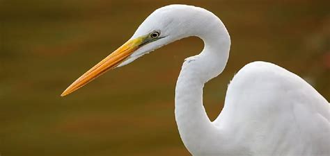 Egret Spiritual Meaning, Symbolism and Totem | Detailed Guide