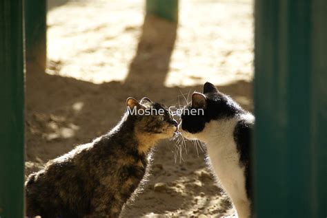 "2 Cats Kissing" by Moshe Cohen | Redbubble