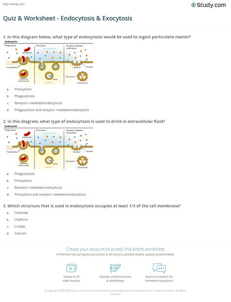 Endocytosis And Exocytosis Worksheet - Worksheets For Kindergarten