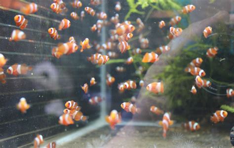 Clownfish Breeding | Page 6 | Saltwaterfish.com Forums for Fish Lovers!