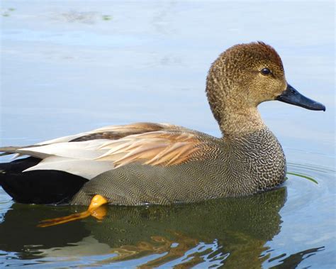 Gadwall Duck — Wander Nature