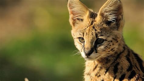 SERVAL - Les-felins.com | Serval, Habitats, Animals