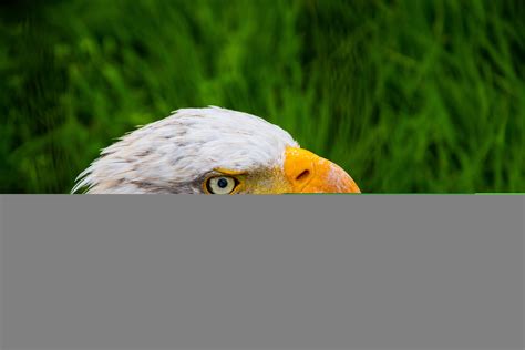 animal, animal photography, bald eagle, beak, bird, close up, eagle ...