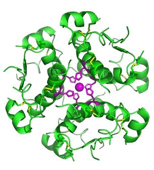 Insulin - Molecule of the Month July 2010 - HTML-only version