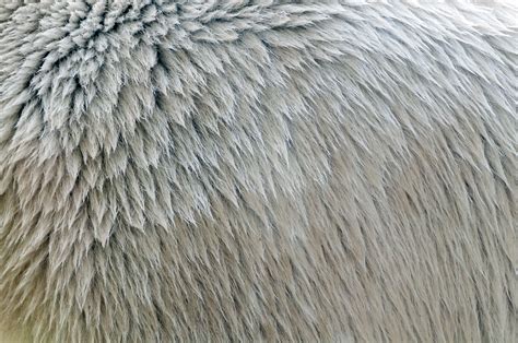 Polar bear fur texture close-up - Free PatternPictures.com | Polar bear ...