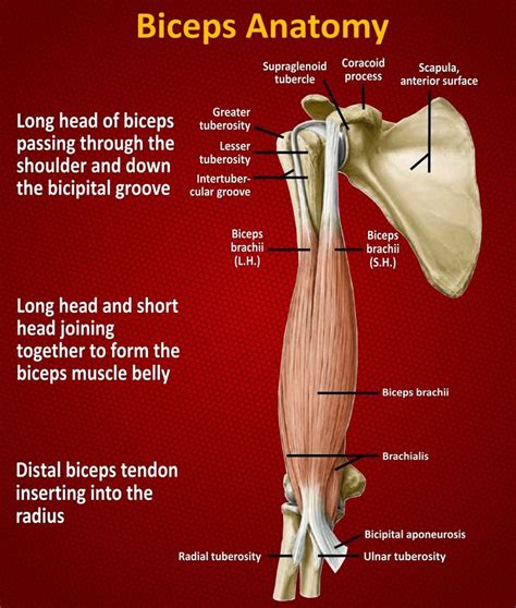 Biceps Anatomy | Bicep muscle, Muscle belly, Biceps brachii