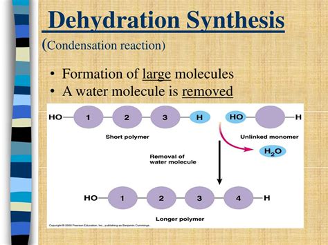 Diagram Dehydration Synthesis