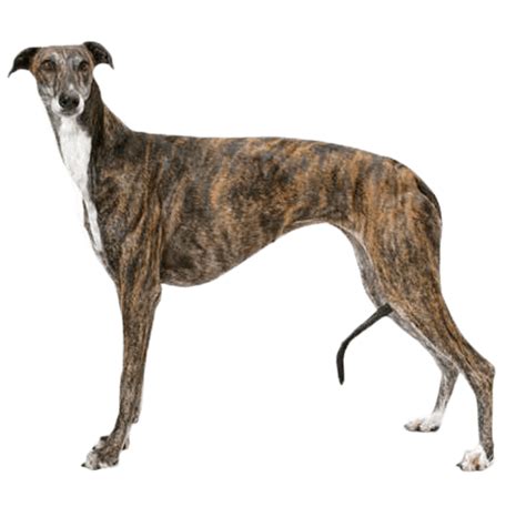 Greyhound: Temperament, Lifespan, Grooming, Training | Petplan