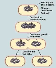 Reproduction in Bacteria | Kingdom Monera Class 11 HSEB Biology Notes