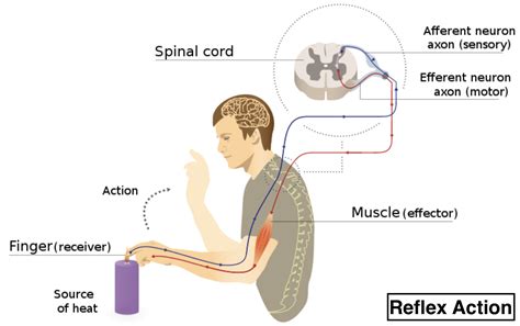 Reflex Arc Diagram Labeled