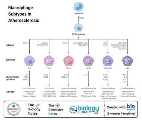 Macrophages: Structure, Immunity, Types, Functions