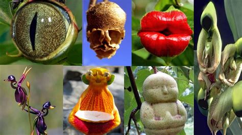 52 Most weirdest Plants in the world | Exotic plants in the world ...