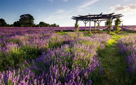 Field of lavender flower, lavender, purple flowers, field, gazebo HD ...