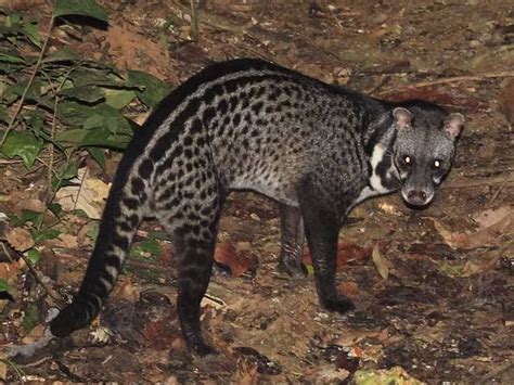 Let's do Some Zoology! - Malabar Large-spotted Civet (Viverra civettina ...