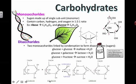 Carbohydrate Structure (2016) IB Biology - YouTube