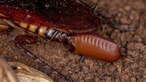 What Does Cockroach Eggs Look Like?: Unveiling the Mysterious Appearance