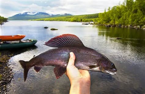 Grayling - Description, Habitat, Image, Diet, and Interesting Facts