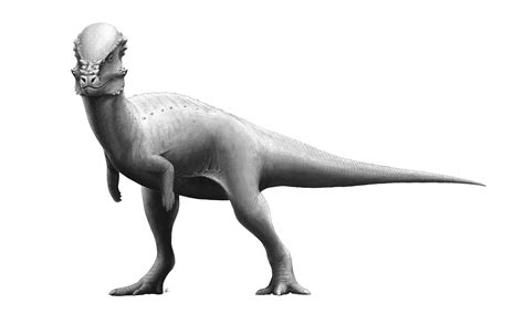 Pachycephalosaurus | Dinopedia | FANDOM powered by Wikia