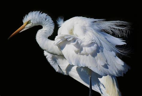 Fine Feathers - Great White Egret Photograph by Paulette Thomas