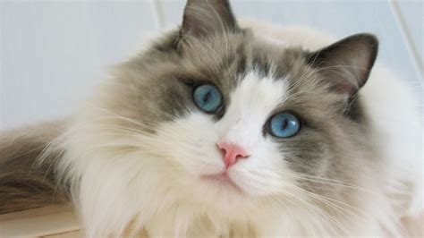 Blue Eyes Ragdoll Cat 1600 x 900 HDTV Wallpaper