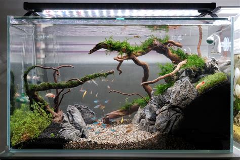 New tank setup. | Aquascape aquarium, Tropical fish aquarium, Aquarium ...