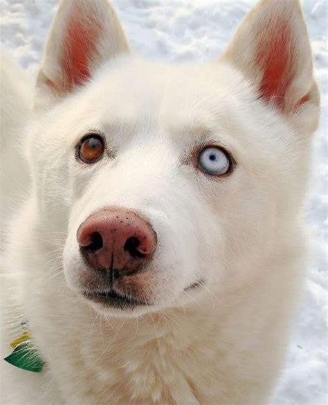 White German Shepherd Husky Mix • ShepskyMix