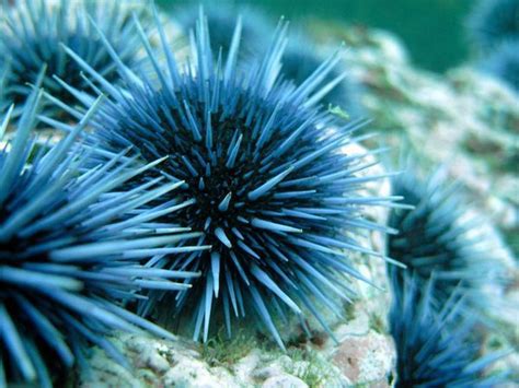 A Study Of Sea Urchins From The Antarctic Peninsula Has Revealed An ...