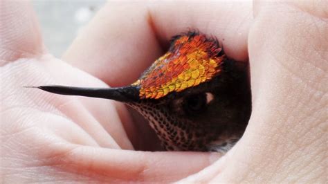 How to Feed and Care a Baby Hummingbird | Freebirders