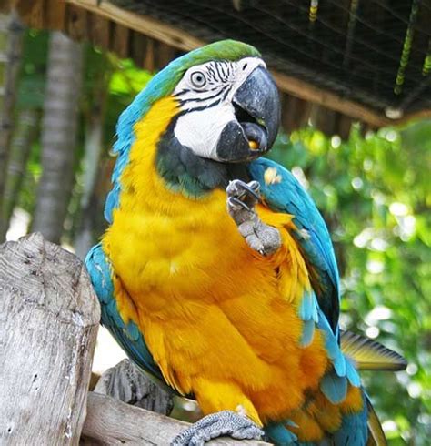 Blue and Gold Macaw: Facts, Habitat, Food & Care (Ara ararauna)