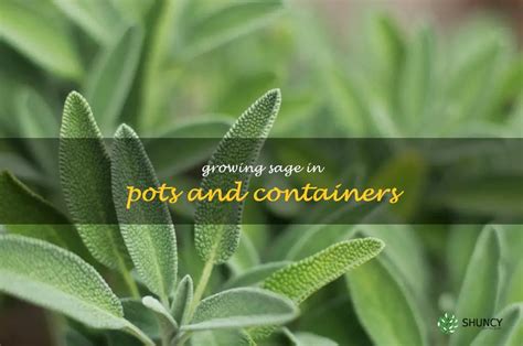 The Benefits Of Growing Sage In Pots And Containers | ShunCy