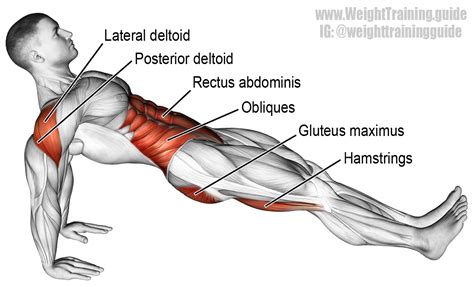 High reverse plank. An isolation push exercise. Muscles worked: Gluteus ...