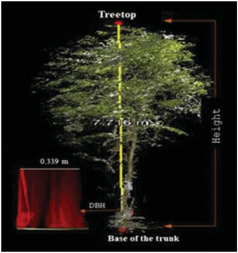 Individual tree height and diameter at breast height (DBH) measurement ...