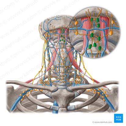 Submental lymph nodes | Kenhub