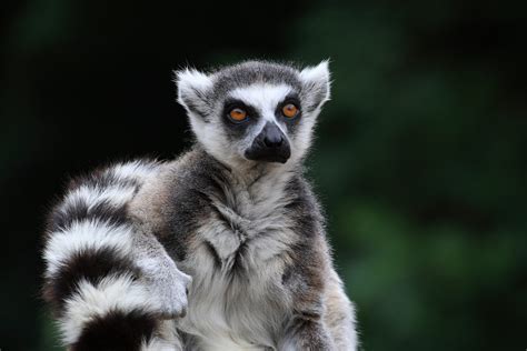 Madagascar Lemurs at Risk - Earth Day