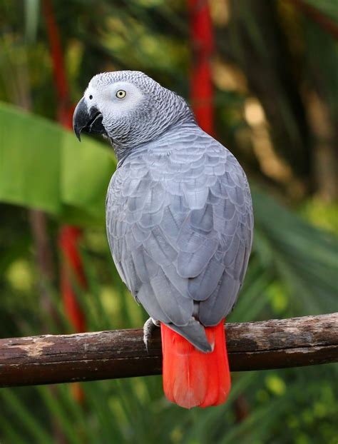 Best 25+ African grey parrot ideas on Pinterest | Parrots, Parakeet ...