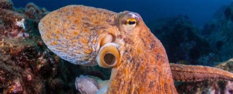 A Map of The Octopus Visual System Reveals Their Own Solution to Sight ...