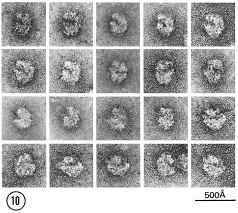 Figure 10 from ELECTRON MICROSCOPE STUDY OF MITOCHONDRIAL 60S AND ...