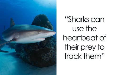 151 Crazy Facts About Sharks You Probably Didn’t Know | Bored Panda