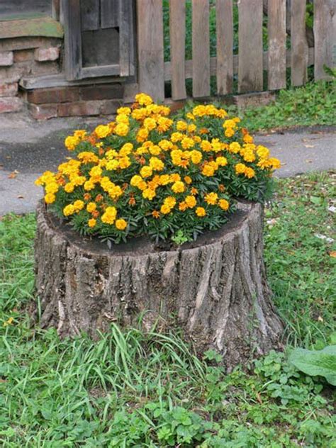 19 Blazing Tree Stump Planter Ideas that'll Impress You | Balcony ...