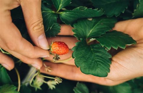 How to Grow Strawberries from Seed - Homemaking.com