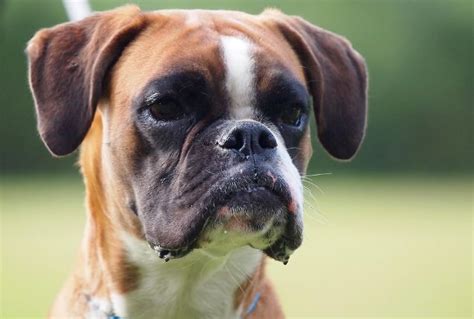 How To Teach Your Boxer To Stop Jumping On People? | DogExpress