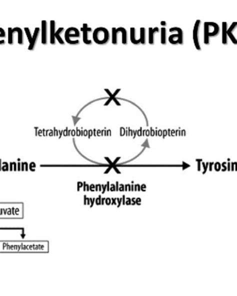 Genetics—Transcription and Translation - Owlcation - Education