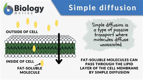 Simple Diffusion - Definition and Examples - Biology Online Dictionary